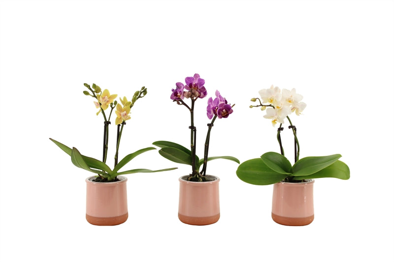 Phalaenopsis hybrid 17cm 6cm Pot