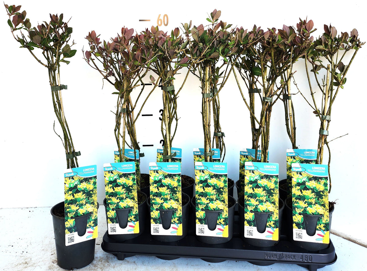 Lonicera tellmanniana 50cm 12cm Pot