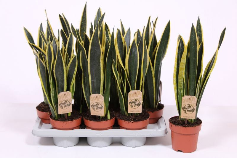 Sansevieria Black Gold 50cm 14cm Pot