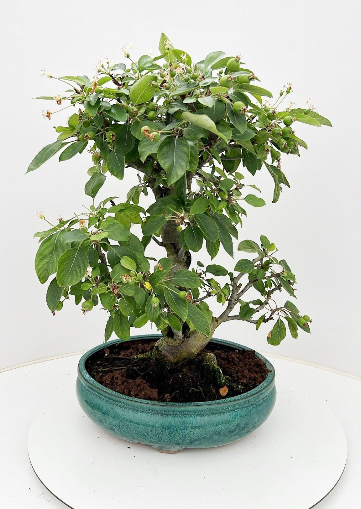 Bonsai Metasequoia Forest 60cm 31cm Pot