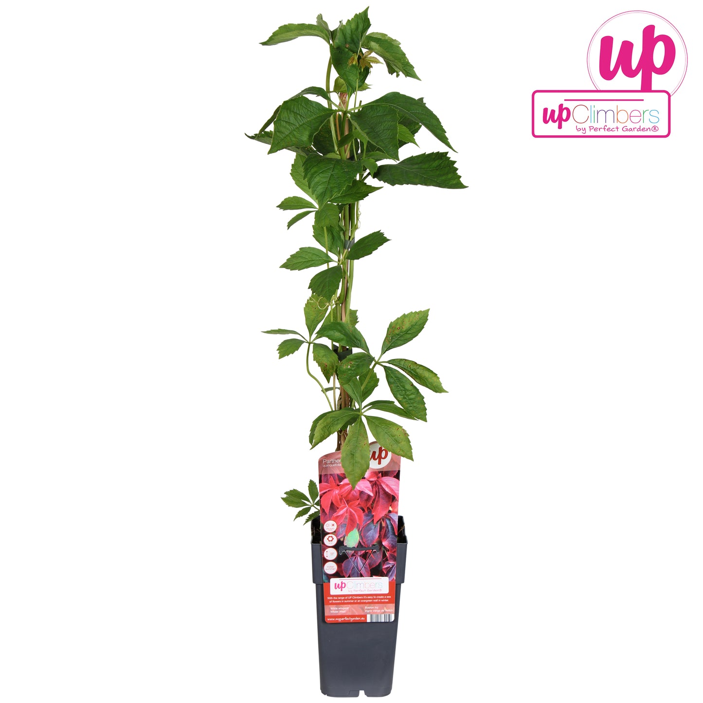 Parthenocissus quinquefolia 65cm 15cm Pot