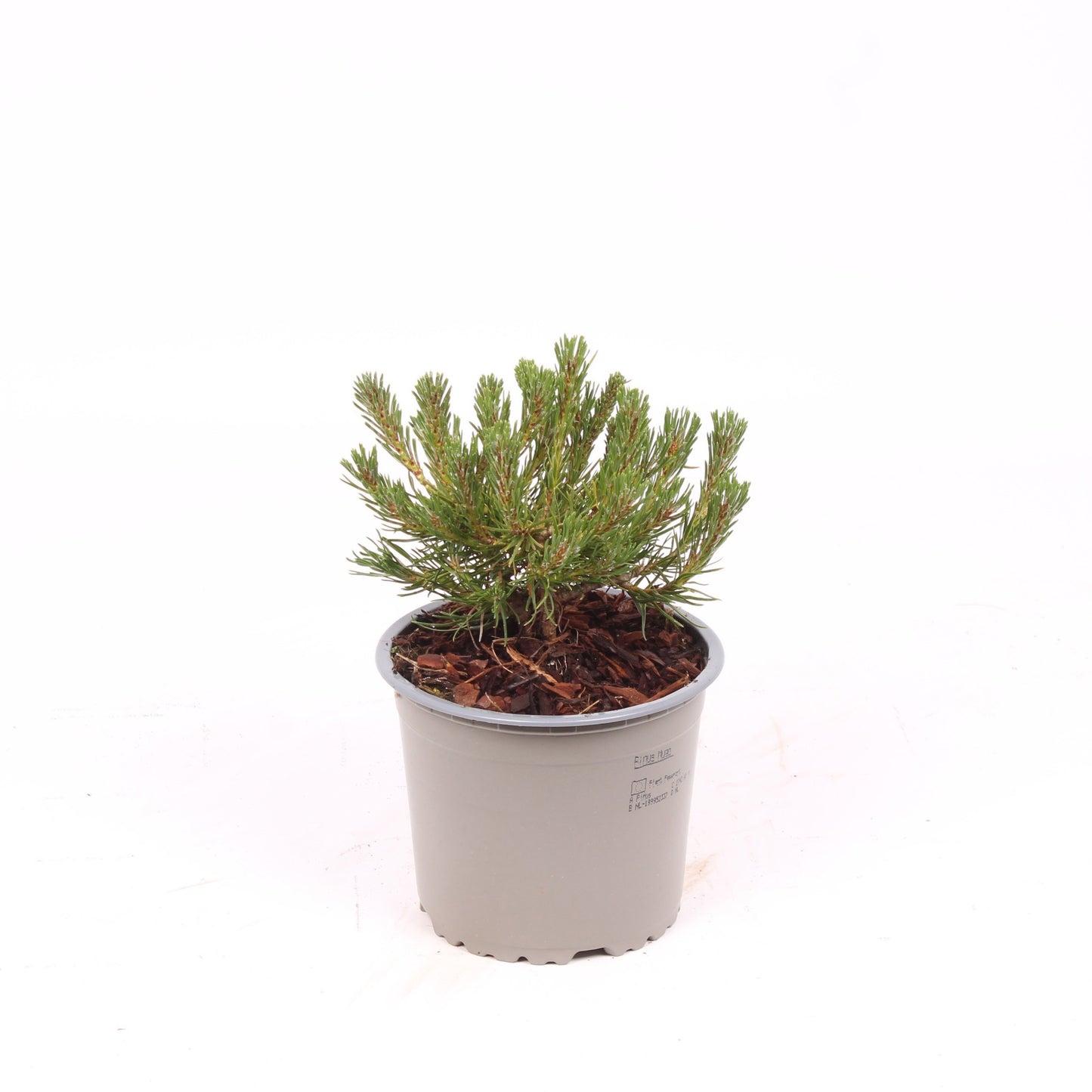 Pinus mugo pumilio 15cm 13cm Pot