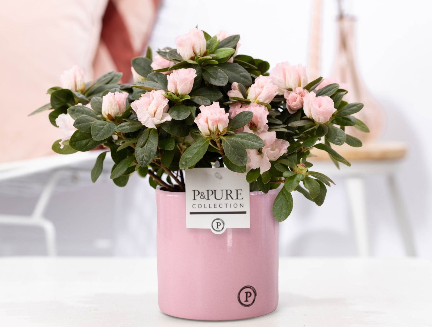 Rhododendron Terra Nova 25cm 12cm Pot