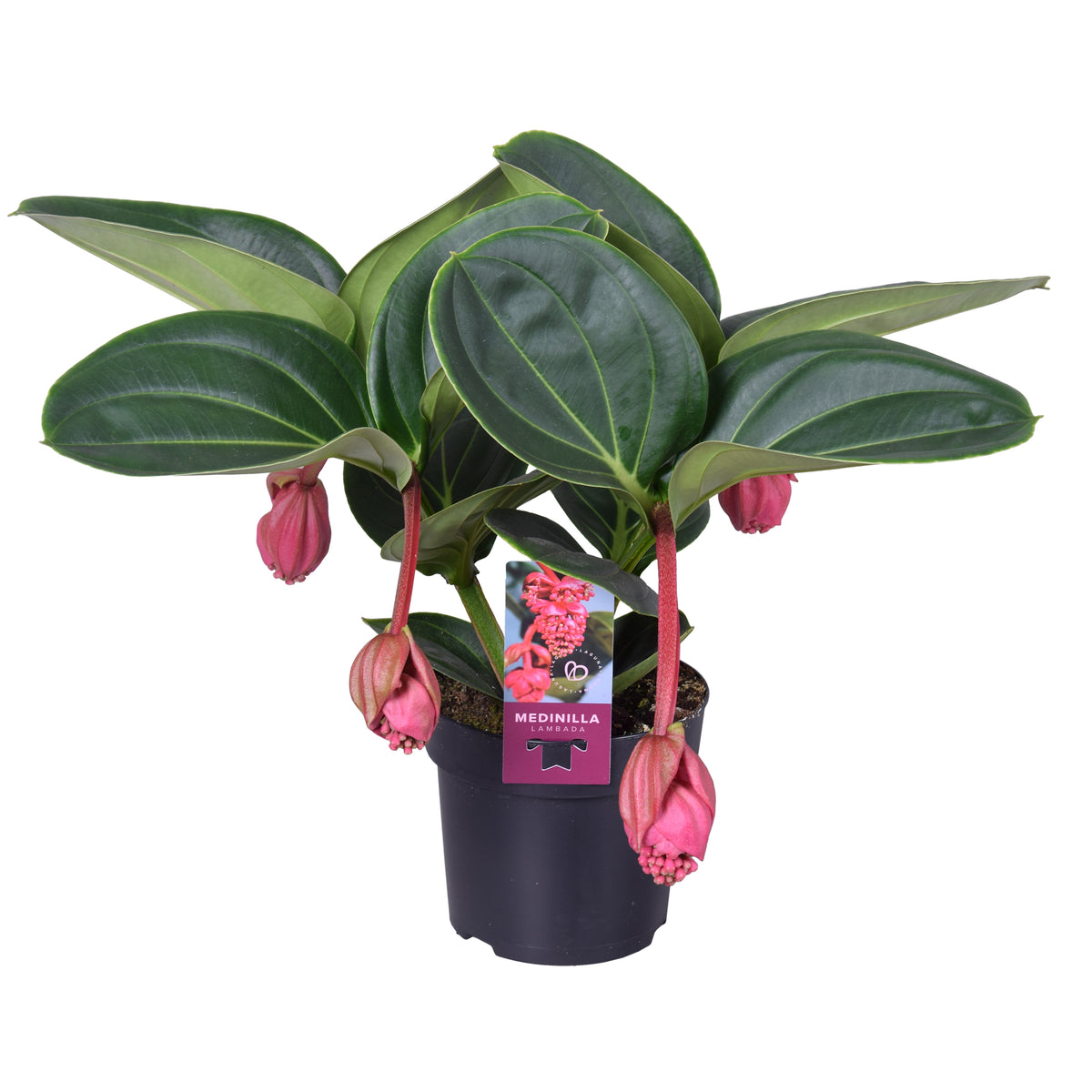 Medinilla Lambada 40cm 14cm Pot