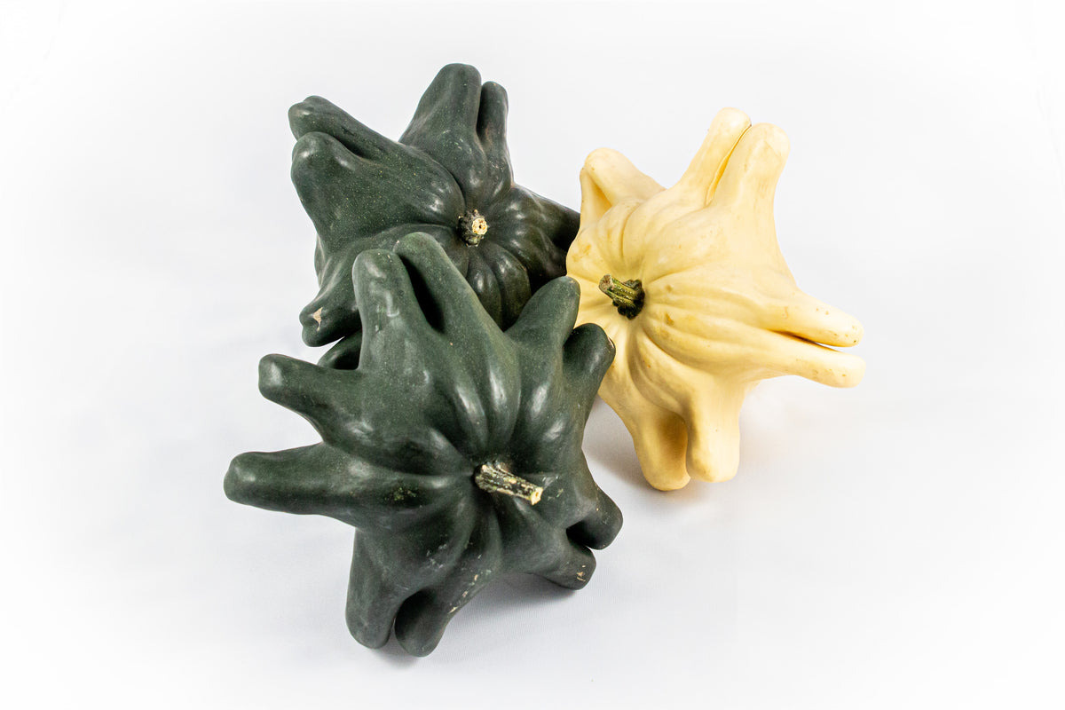 Cucurbita Yougoslavian fingers 18cm 18cm Pot