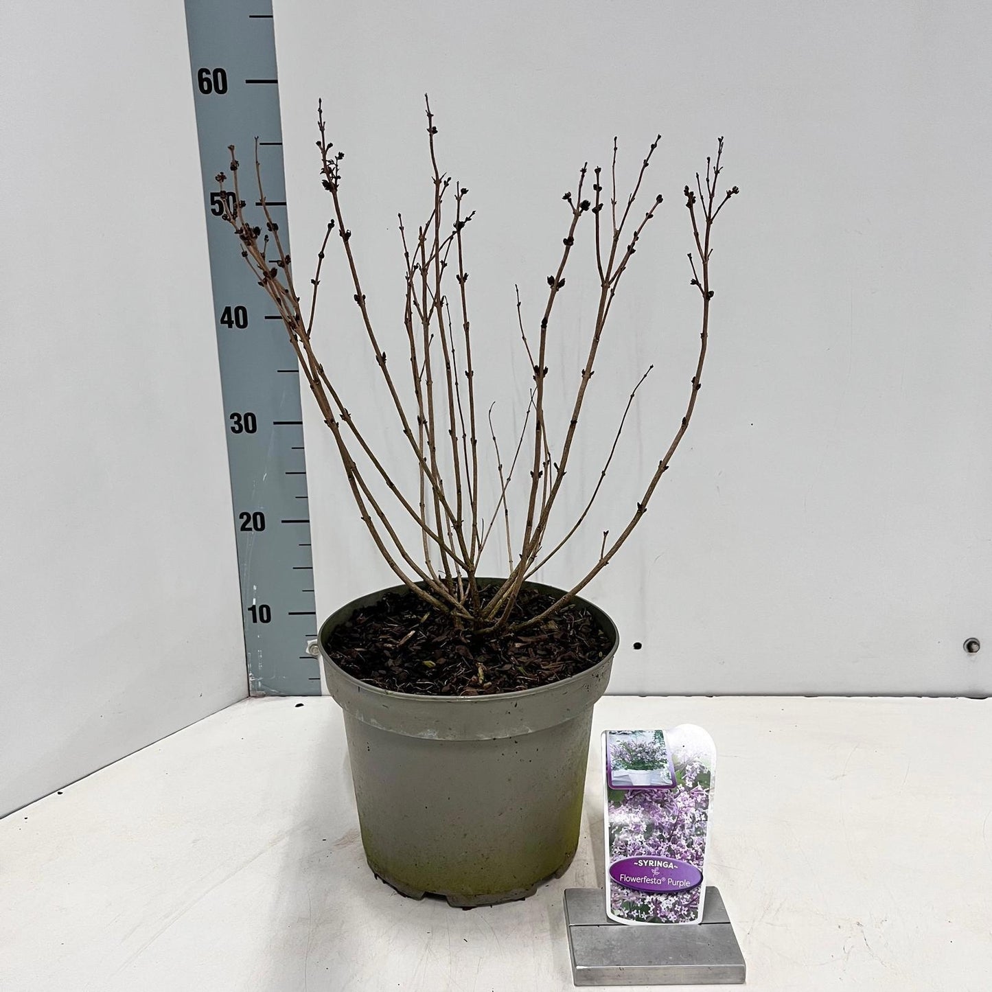Syringa Meyeri mix 60cm 23cm Pot