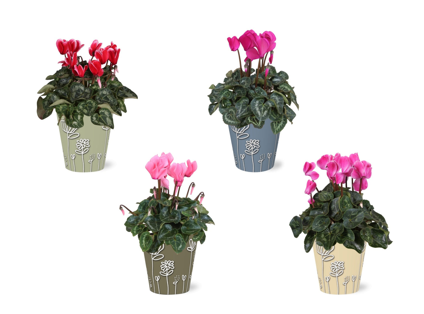 Cyclamen Allure 27cm 12cm Pot