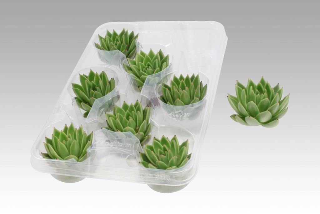 Amigo Plant VOF Echeveria Miranda Pack of 24