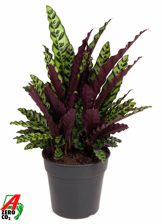 Calathea lancifolia 80cm 27cm Pot
