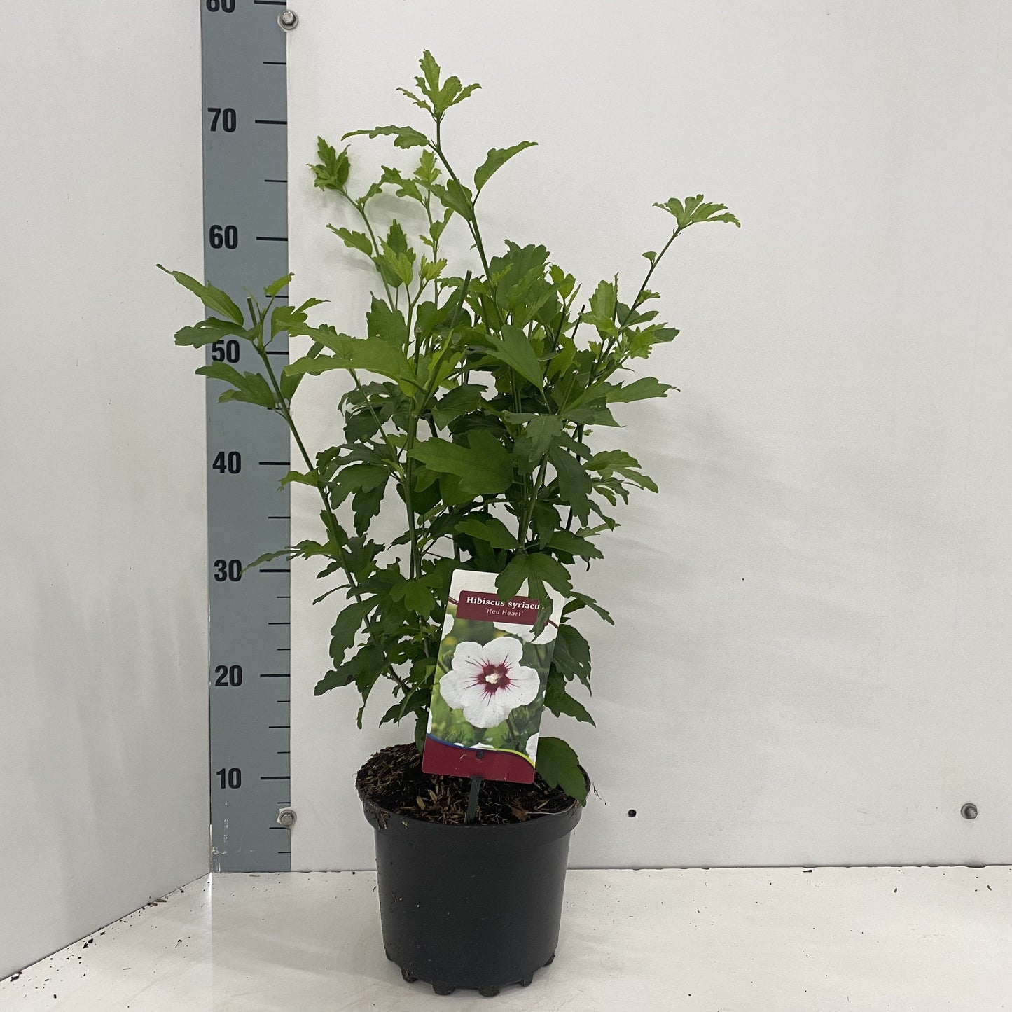 Hibiscus syriacus Red Heart 40cm 19cm Pot