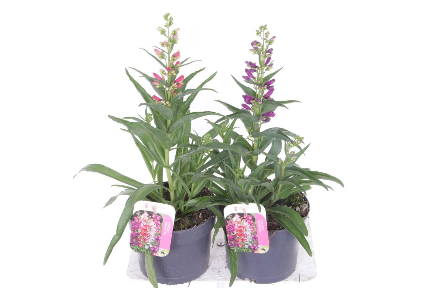 Penstemon digitalis 45cm 17cm Pot