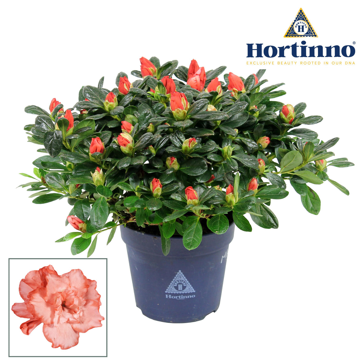 Rhododendron Hortinno Christine Magic 25cm 13cm Pot