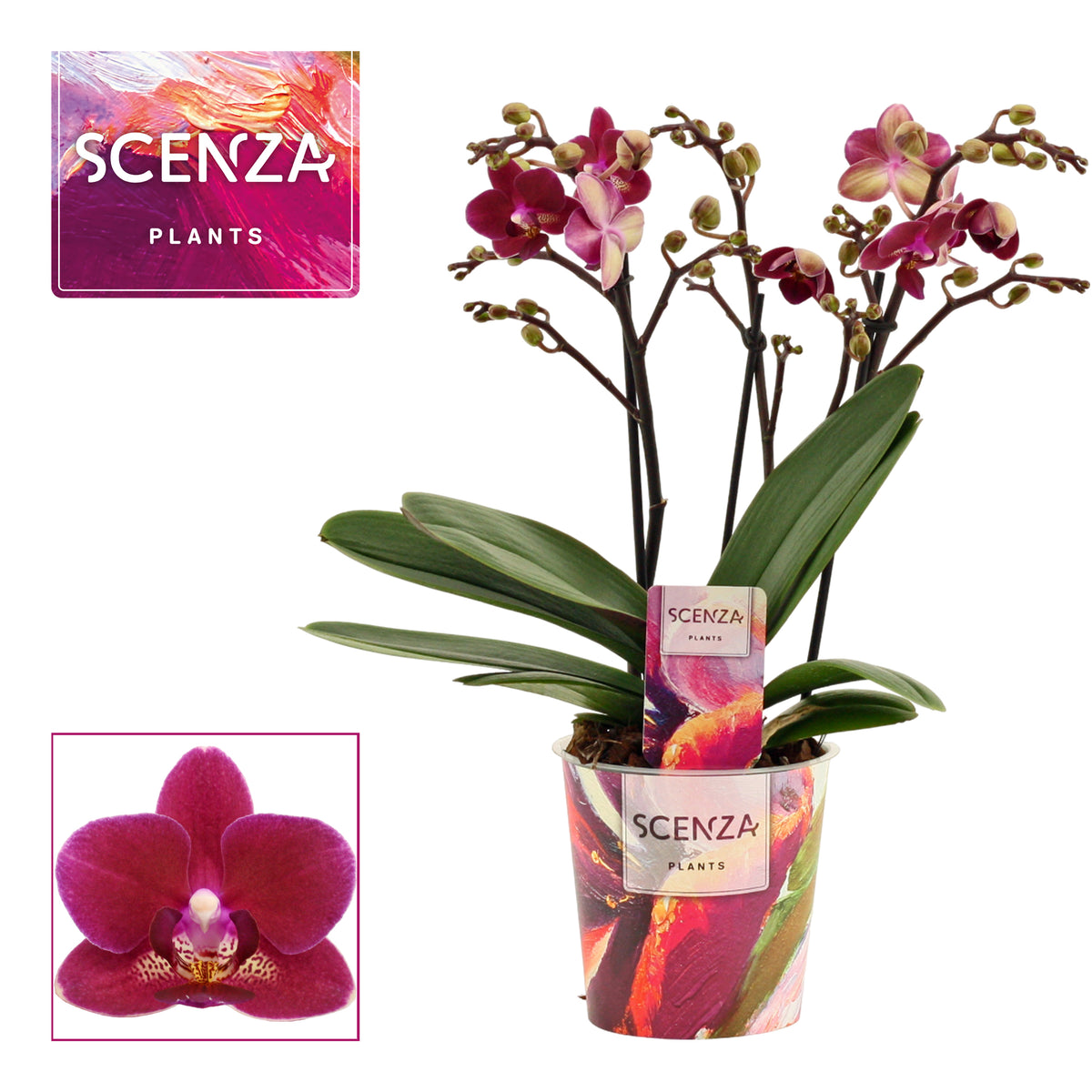 Phalaenopsis mf. Chamonix 35cm 12cm Pot