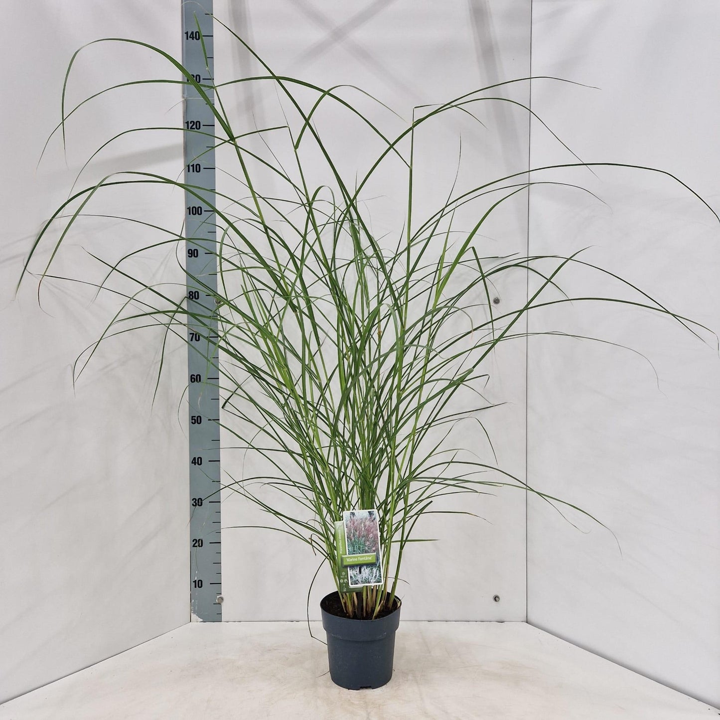 About Plants Zundert BV Miscanthus sin. Kleine Fontaene Pack of 1
