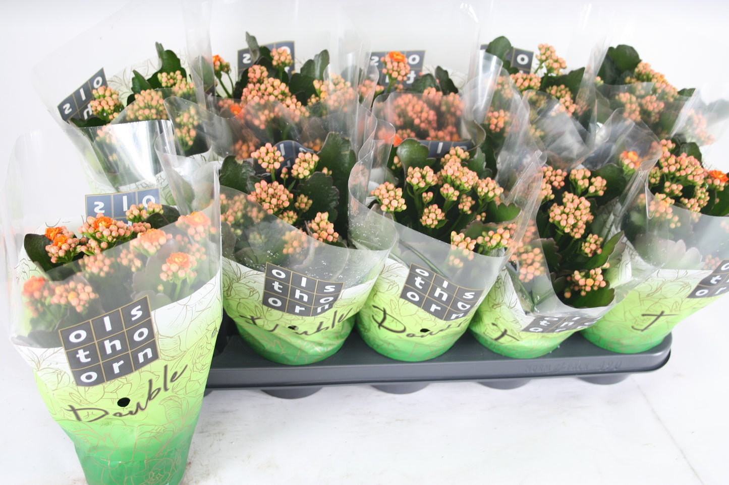 Kalanchoe Perfecta Orange 24cm 12cm Pot