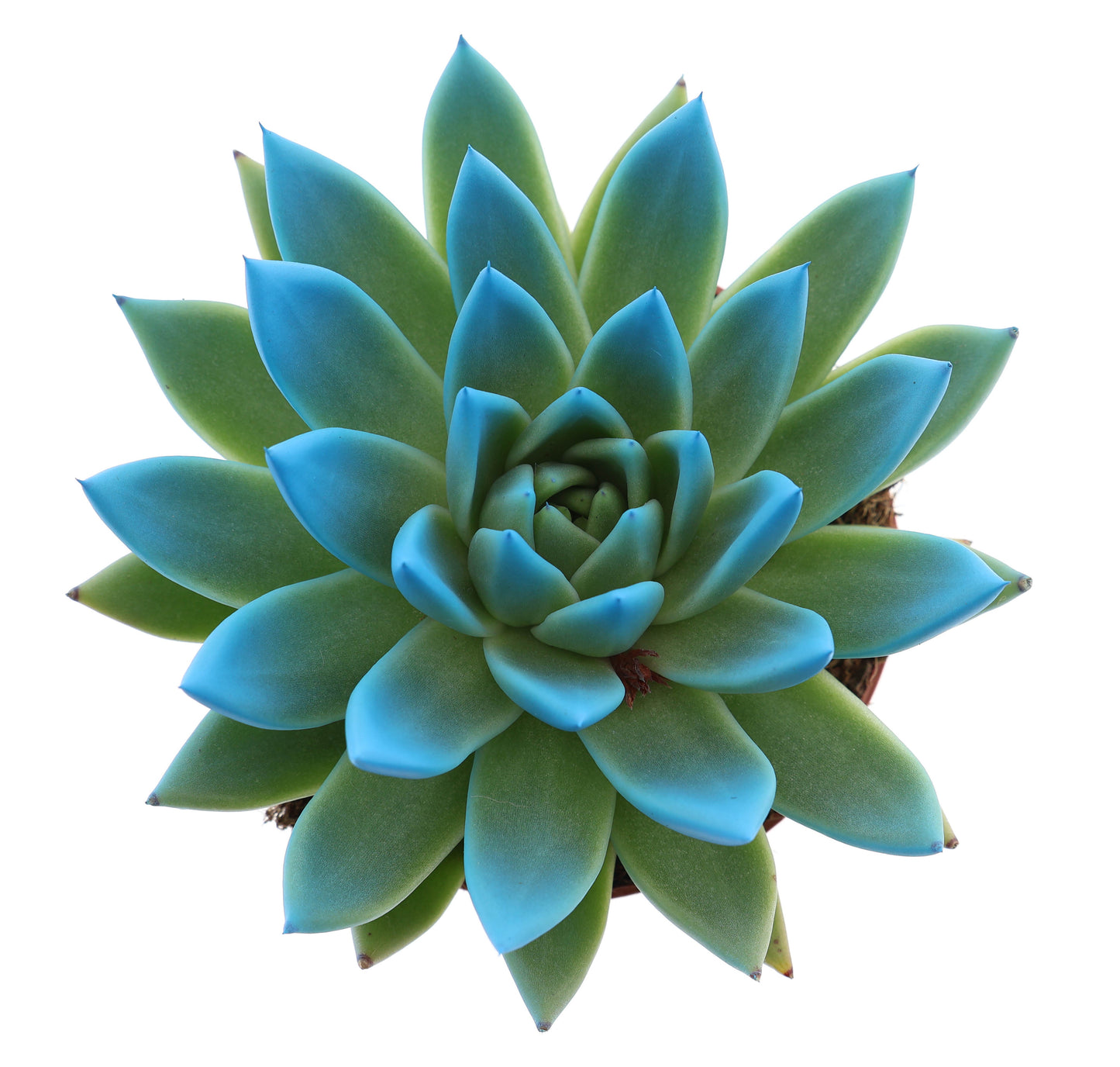 Euro Cactus Holland Bv Miranda tips mint Pack of 6