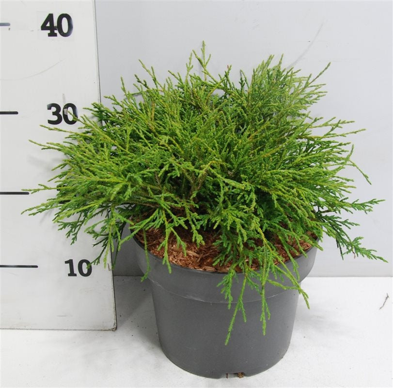 Chamaecyparis Filifera Nana 35cm 23cm Pot