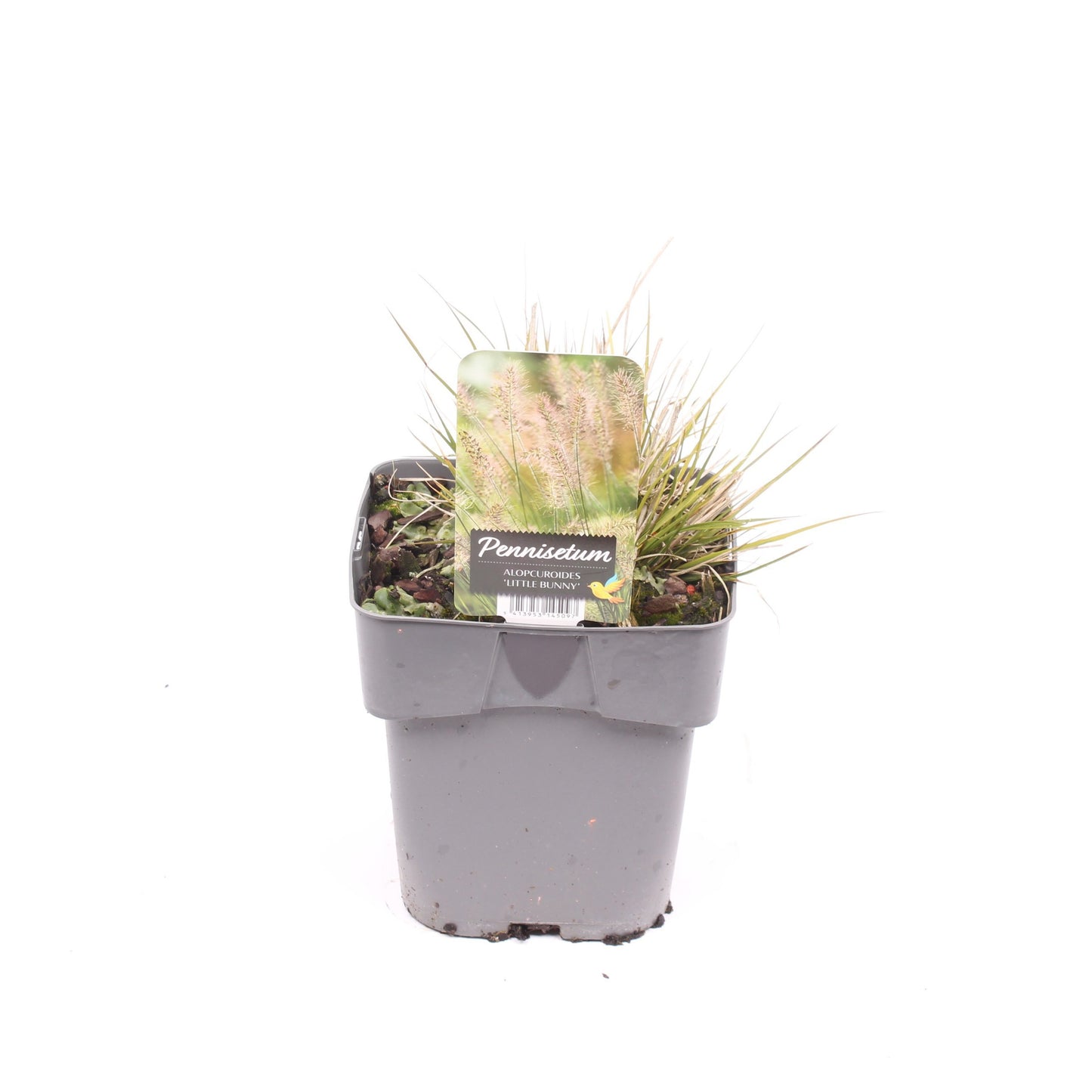 Pennisetum Little Bunny 25cm 17cm Pot