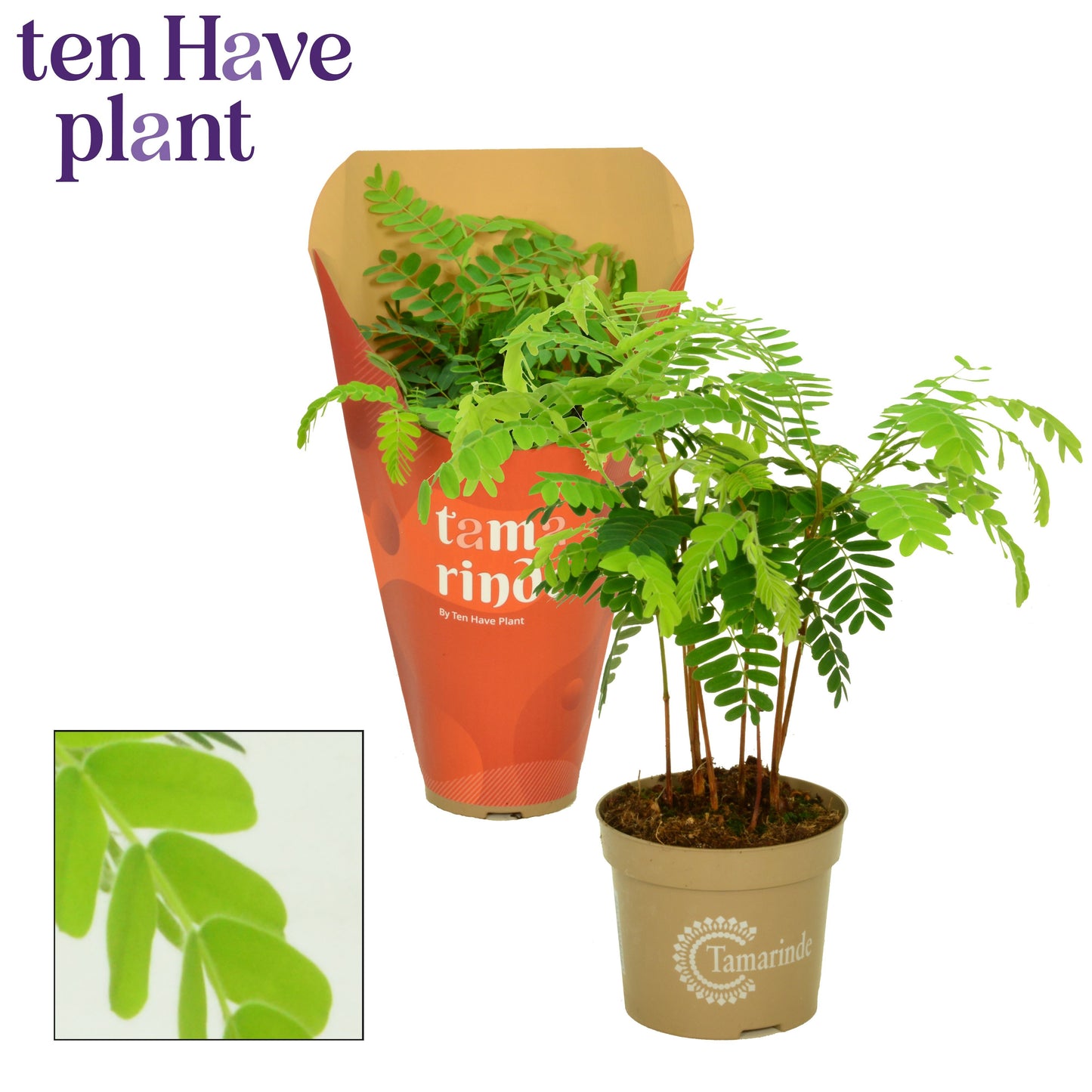 Tamarindus indica 40cm 12cm Pot