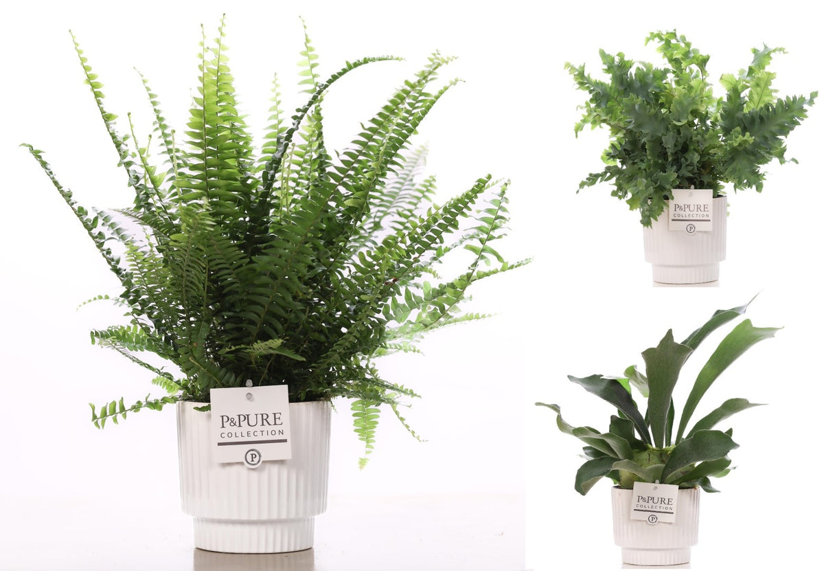 Ferns mix 35cm 12cm Pot