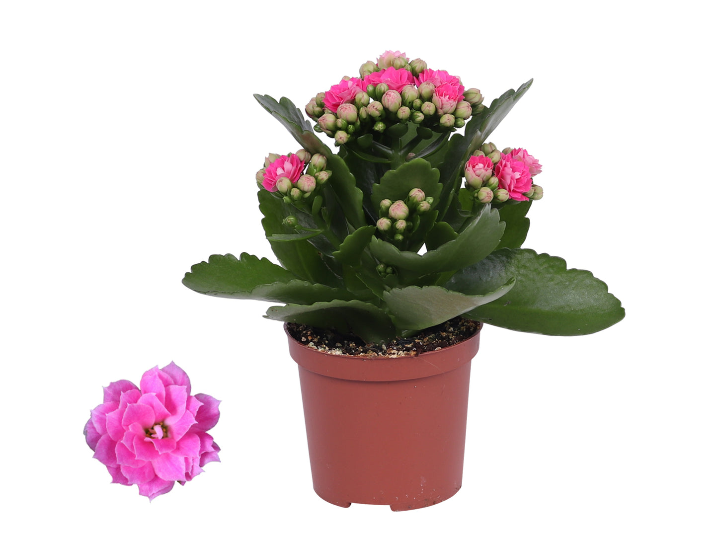 Kalanchoe Rosalina Don Nando 15cm 7cm Pot