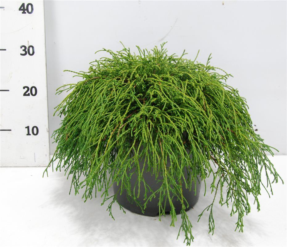 Chamaecyparis Filifera Nana 35cm 26cm Pot