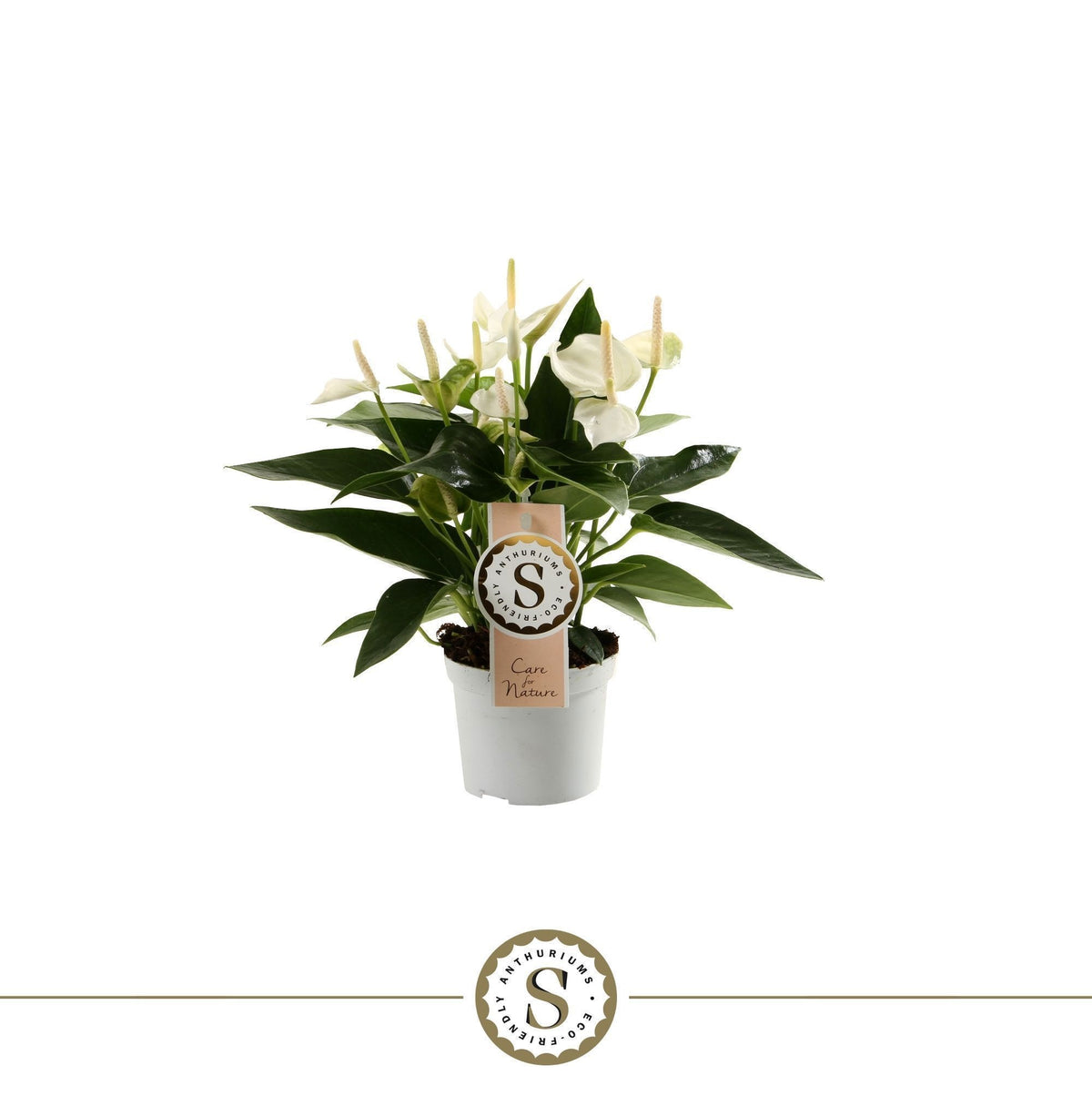 Anthurium White Champion 30cm 9cm Pot