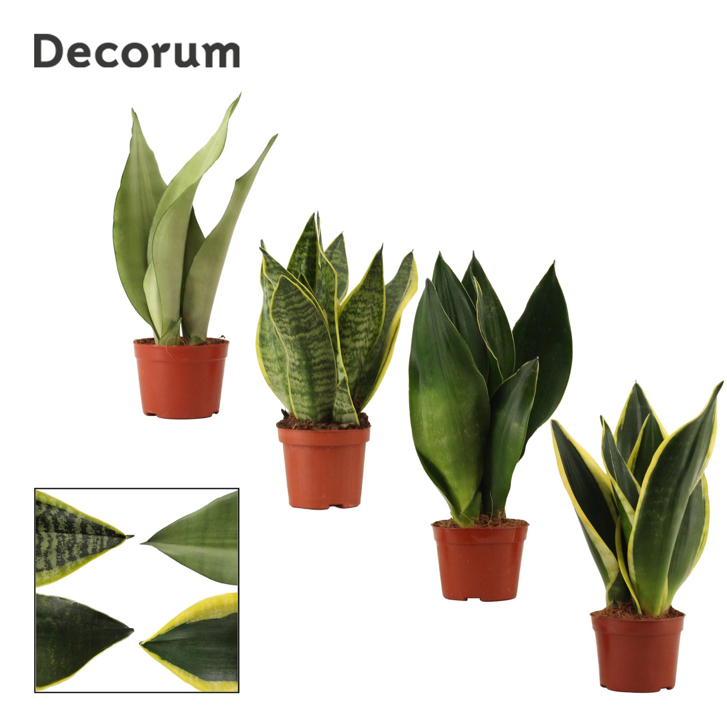 Sansevieria Super Mix 25cm 9cm Pot