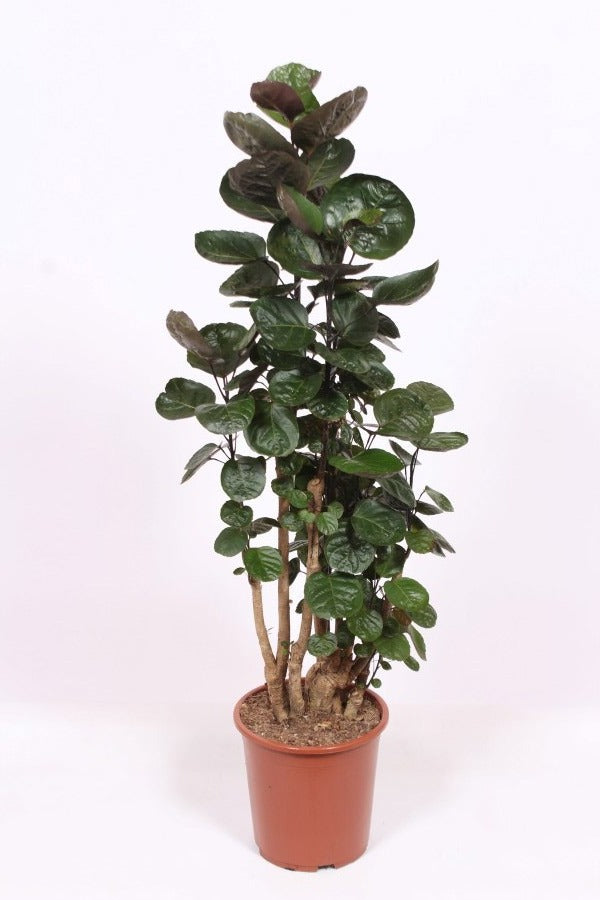 Polyscias Fabian 140cm 27cm Pot