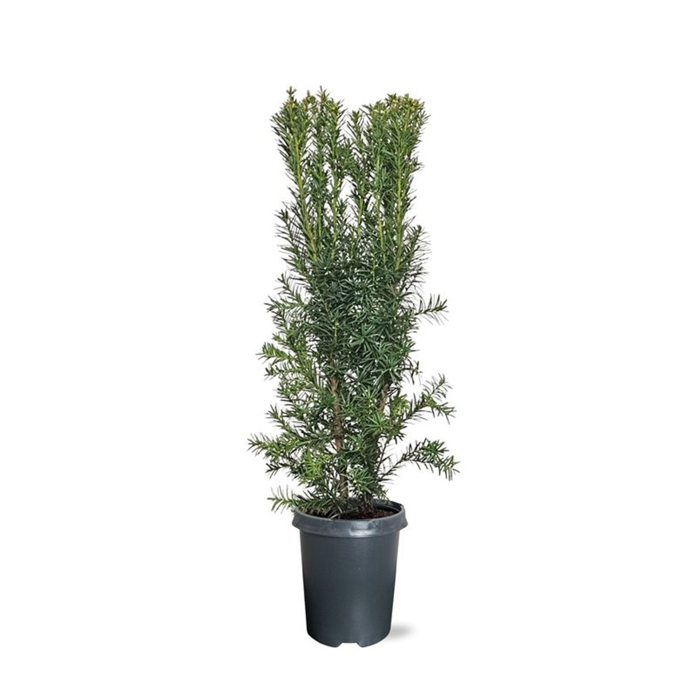 Taxus media Hicksii 65cm 21cm Pot