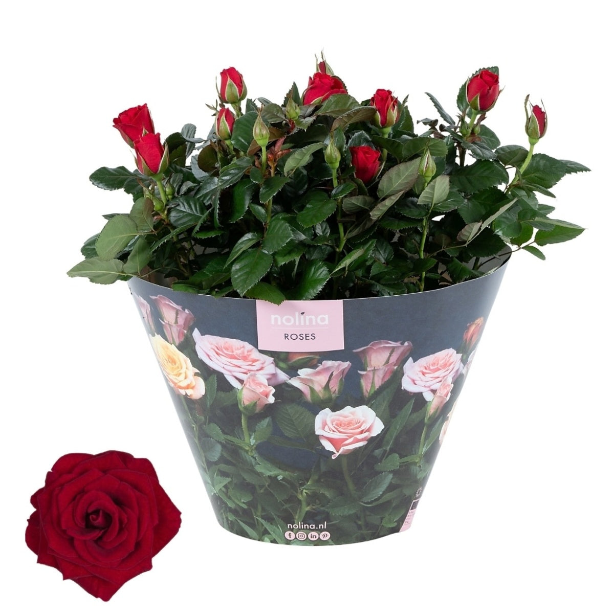 Rosa red 38cm 23cm Pot