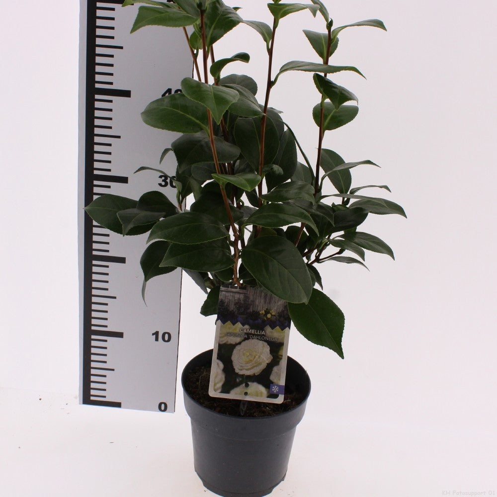 Camellia japonica mix 25cm 15cm Pot