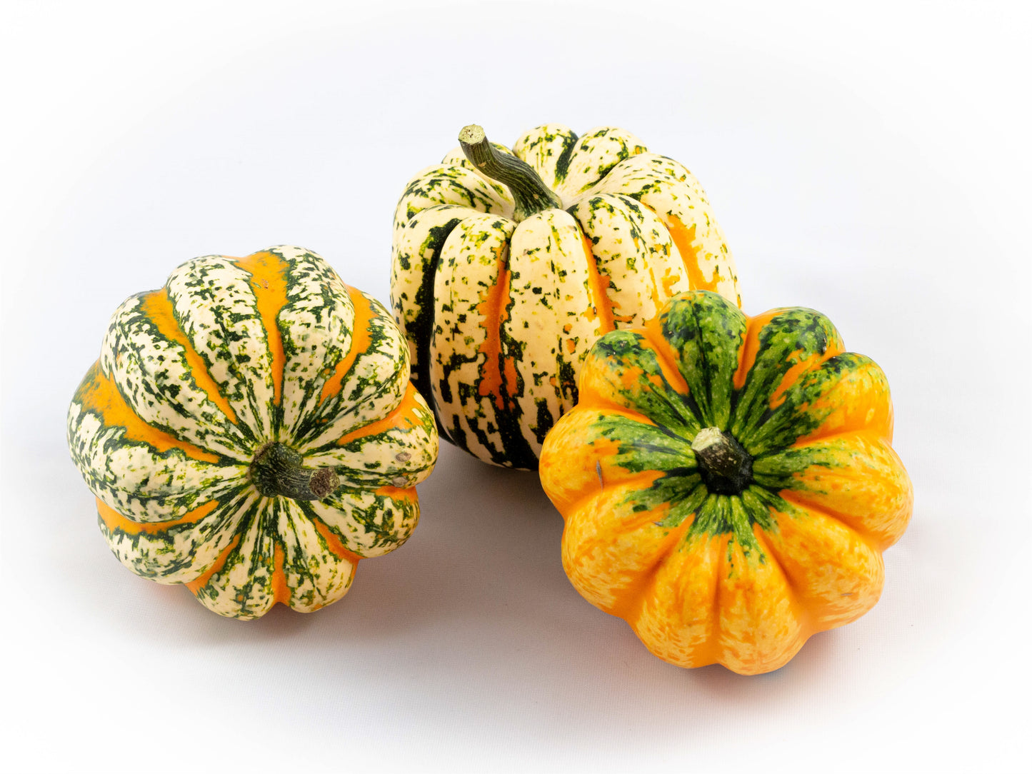 Cucurbita 12cm 12cm Pot