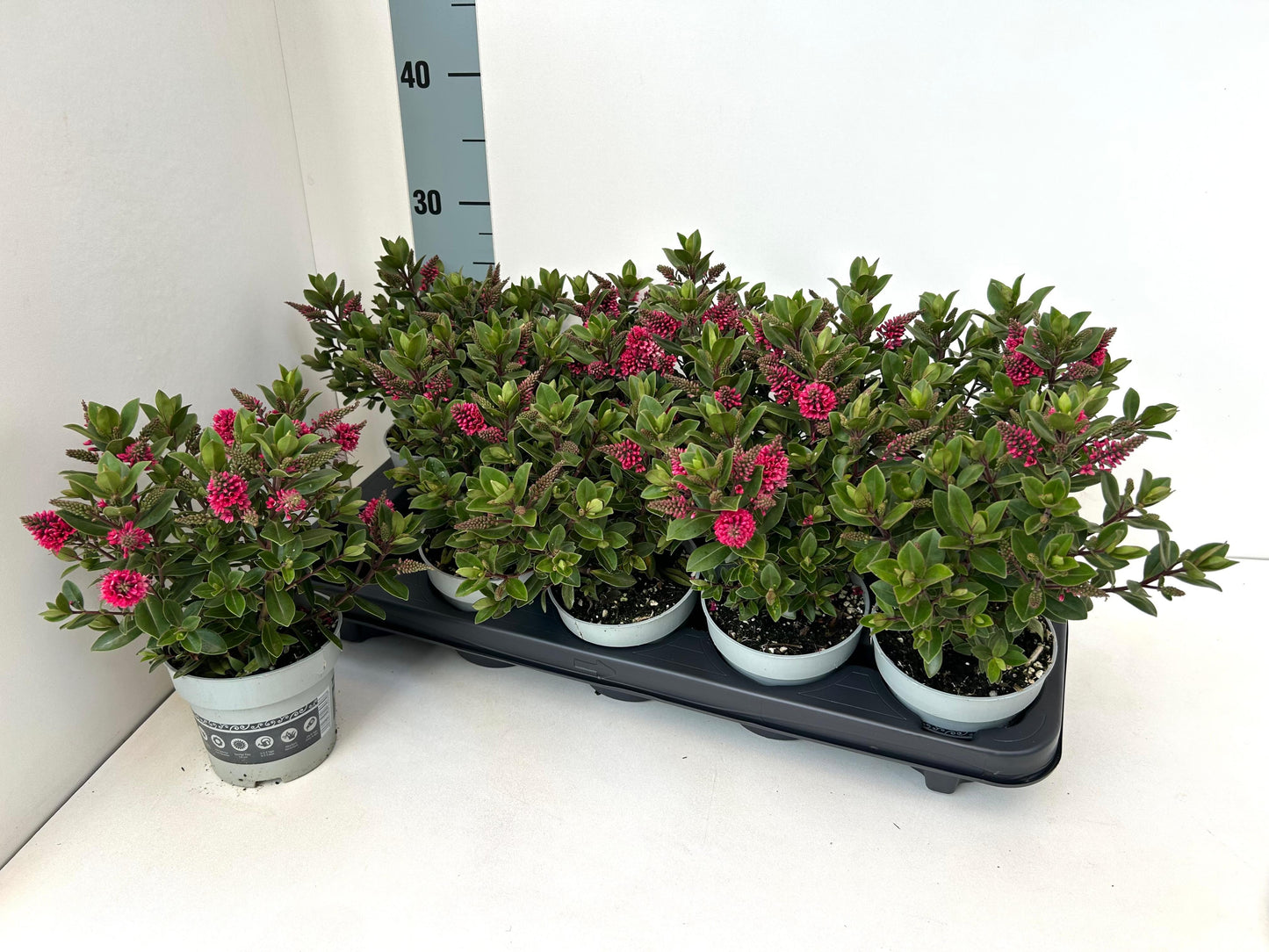 Hebe All blooms red 25cm 510cm Pot