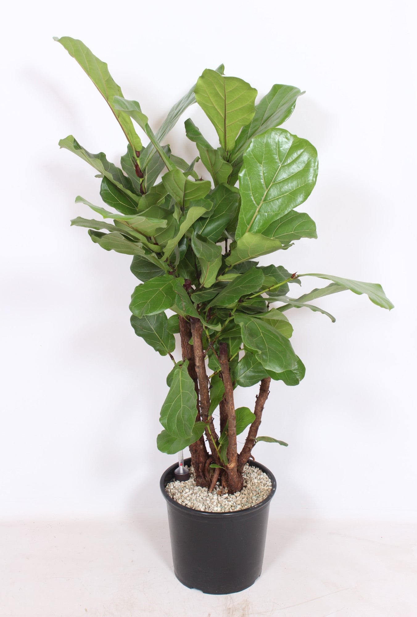 Ficus lyrata 130cm 32cm Pot