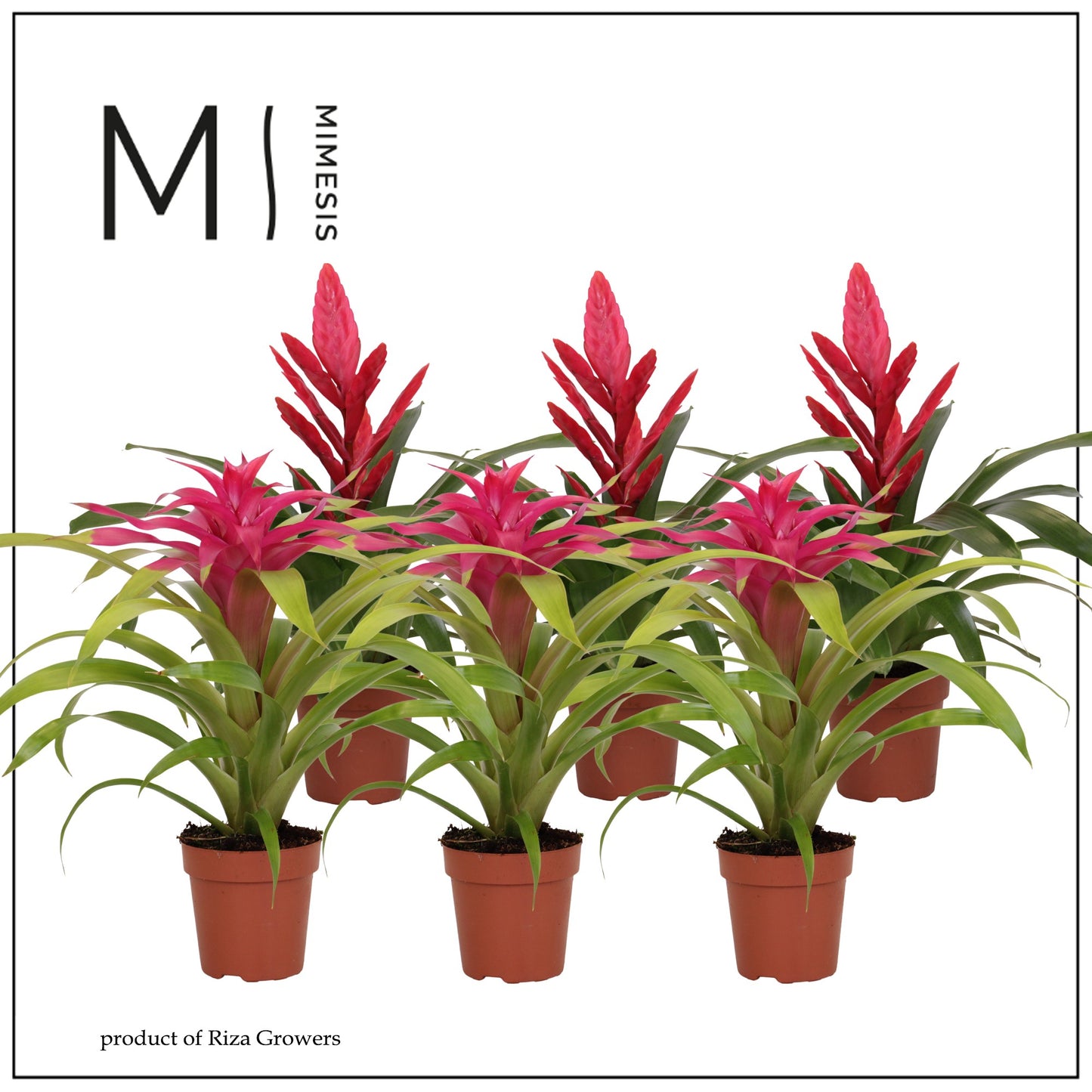 Riza Bromelia Specialist Bromelia Pink Pack of 10