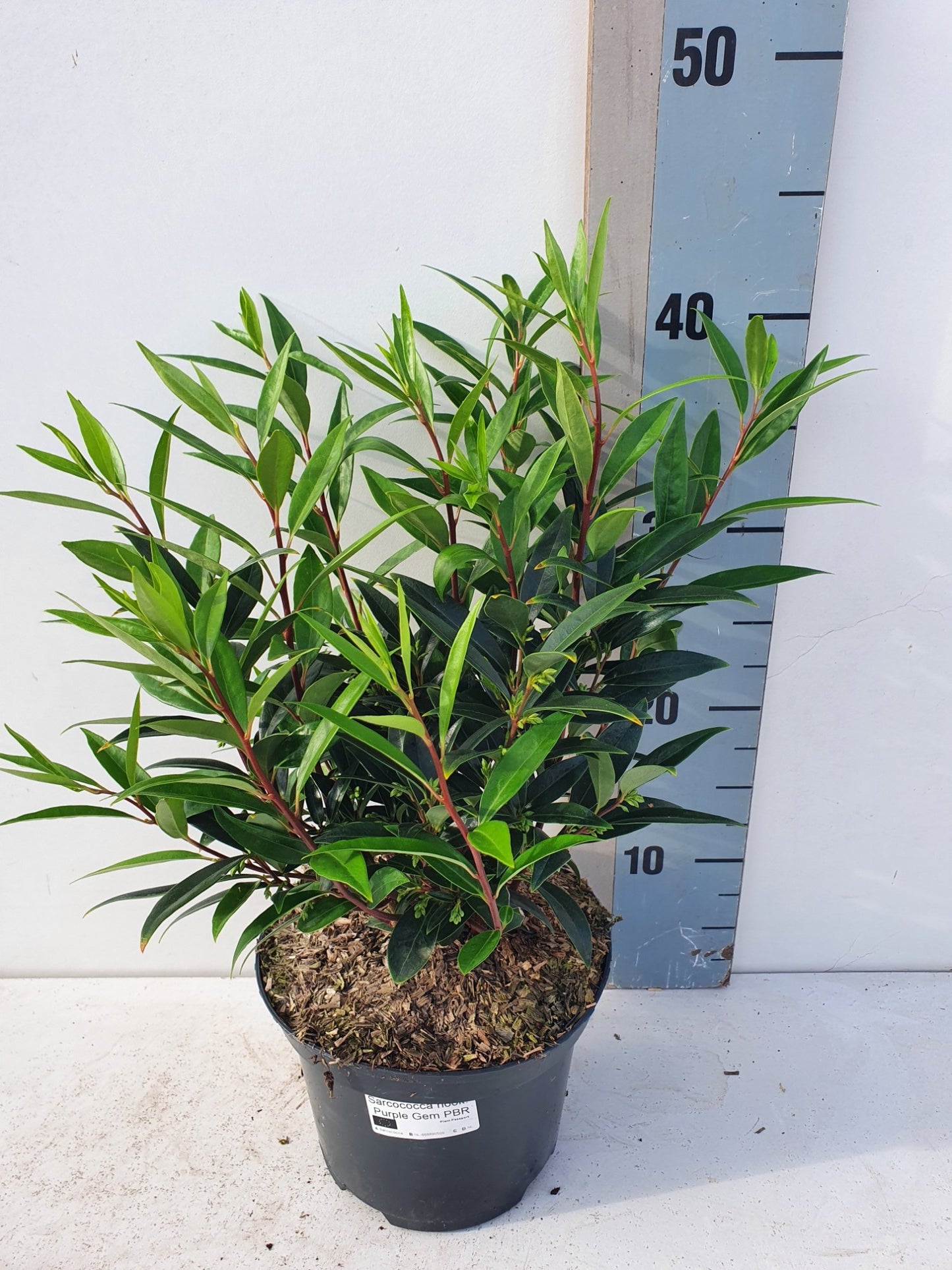 Roessel Tuinpl. VOF, B. v. Sarcococca Purple Gem Pack of 1
