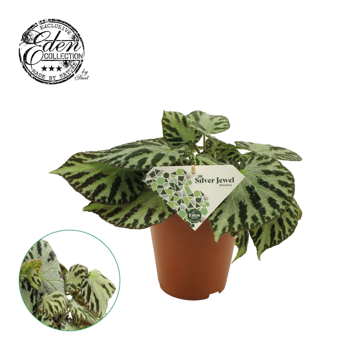 Begonia Silver Jewell 30cm 15cm Pot