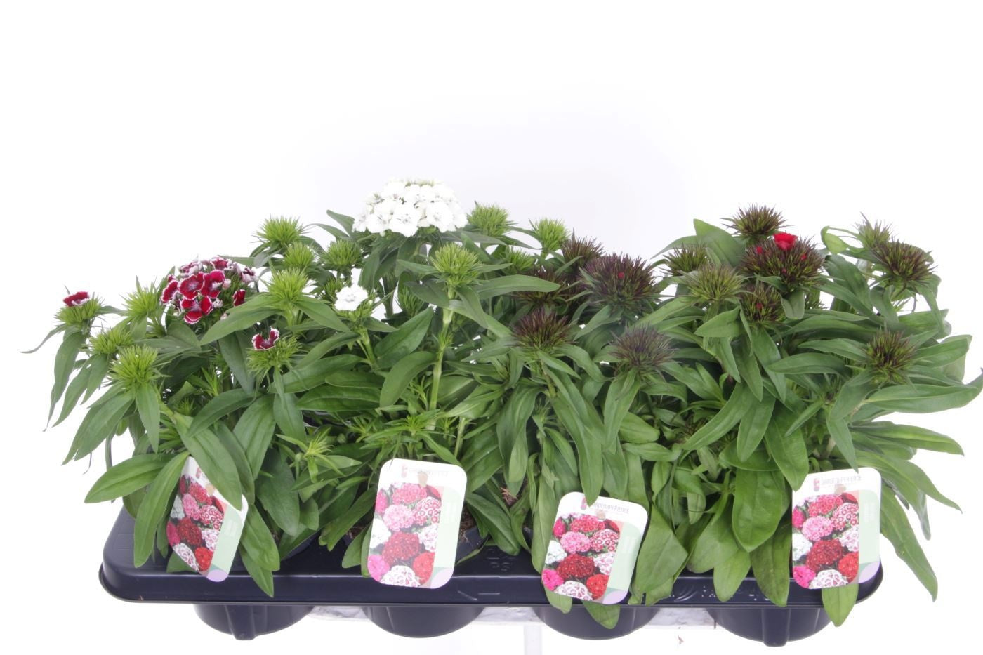 Dianthus Barbarini 35cm 13cm Pot