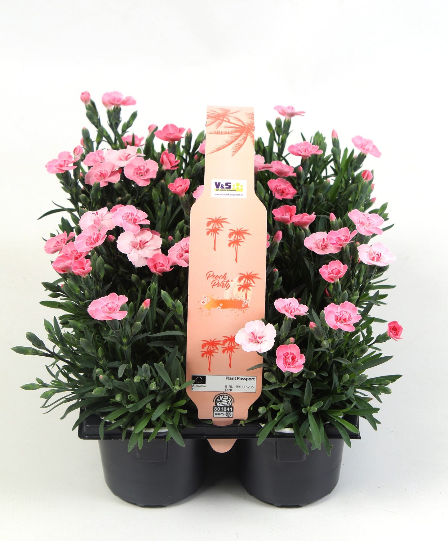 Dianthus Peach Party 6-pack 15cm 9cm Pot