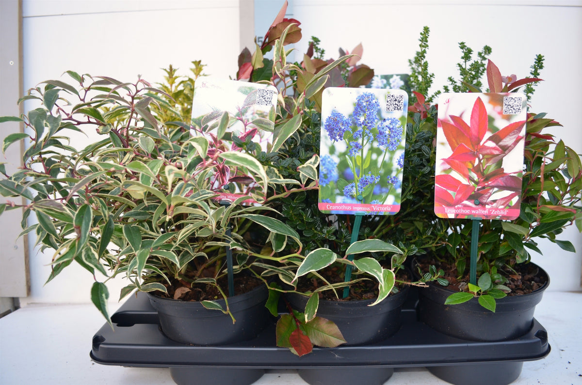 Shrubs mix 40cm 17cm Pot