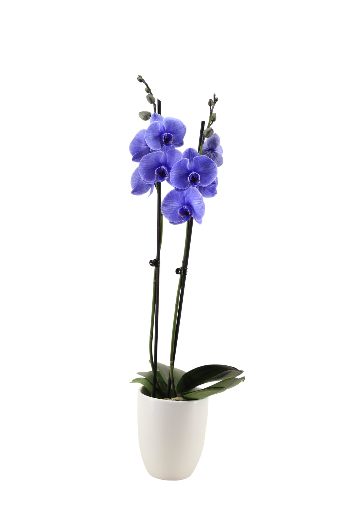 Phalaenopsis Hybrid 55cm 12cm Pot