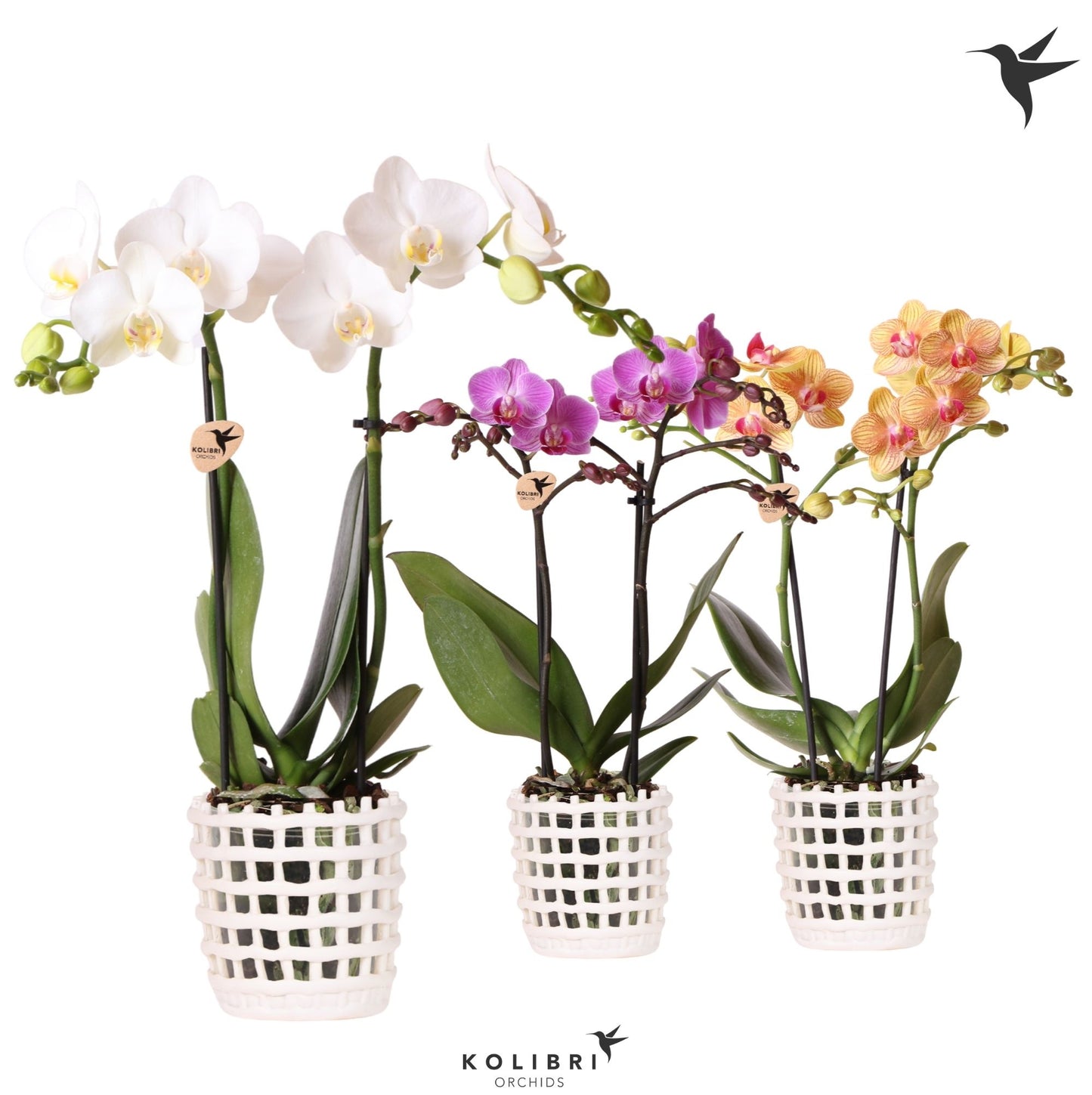 Kolibri Orchids Phalaenopsis mix 2 spike in Mesh pot white 40cm 9cm Pot
