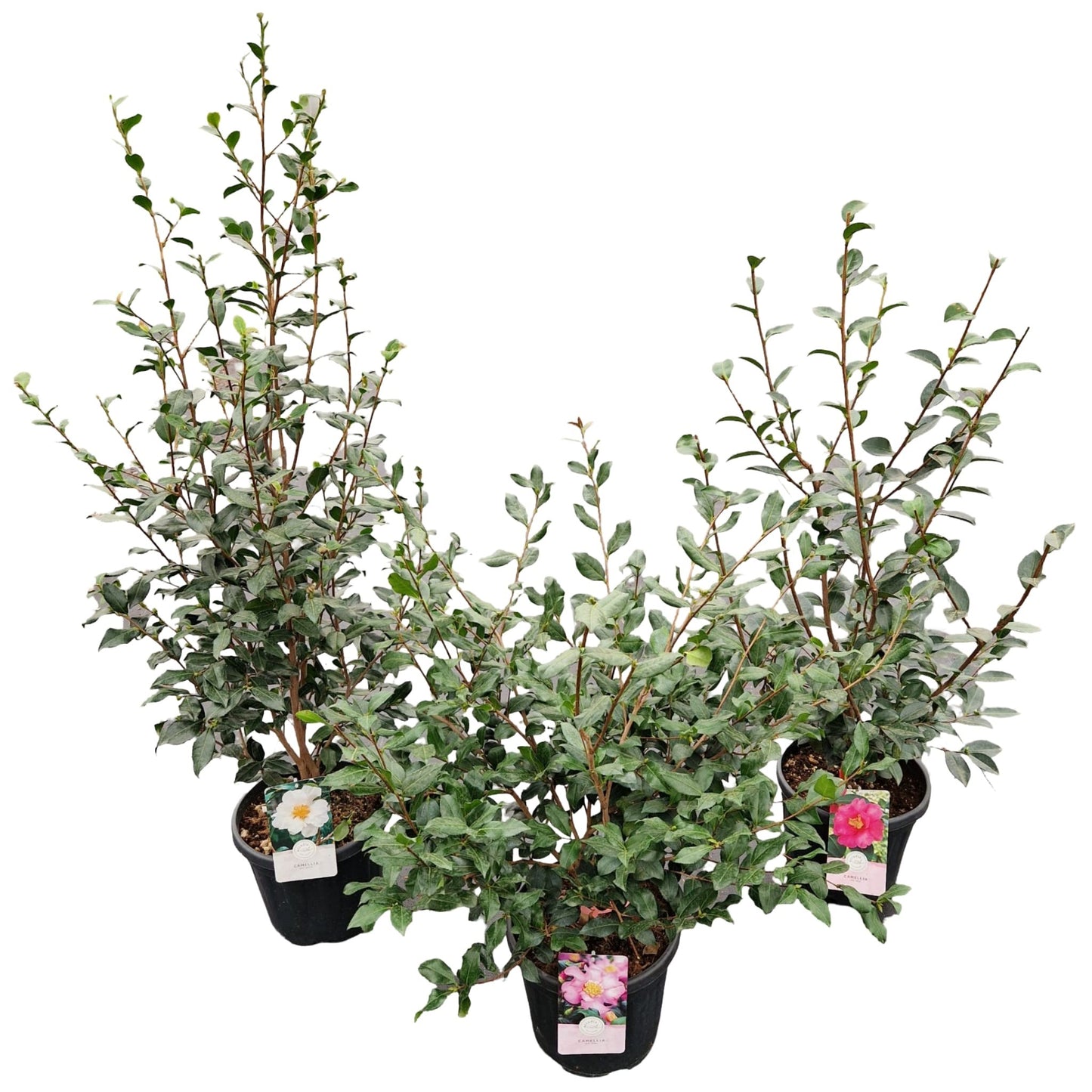 Camellia sasanqua 90cm 29cm Pot