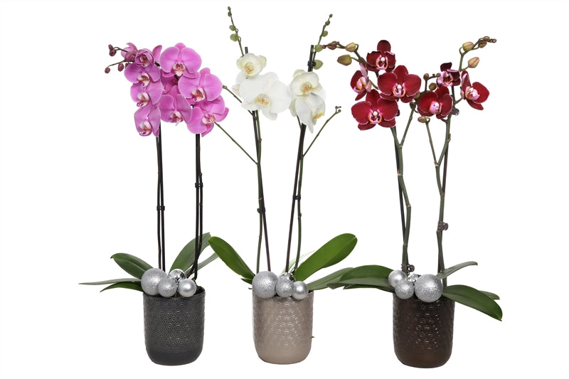 Phalaenopsis mix 55cm 12cm Pot