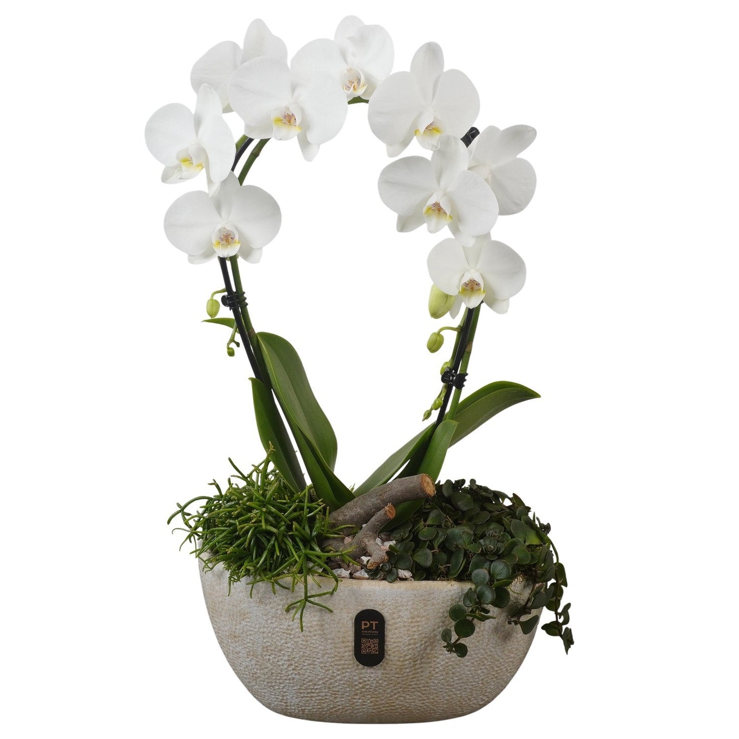 Indoor arrangement 55cm 28cm Pot