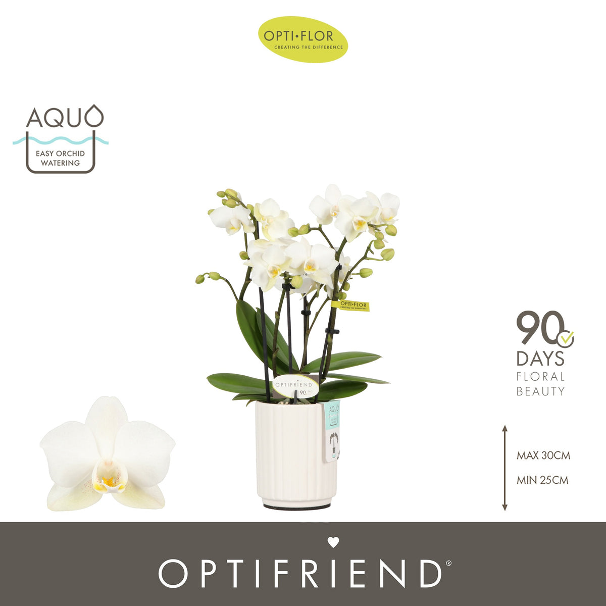 Phalaenopsis multiflora white 25cm 7cm Pot