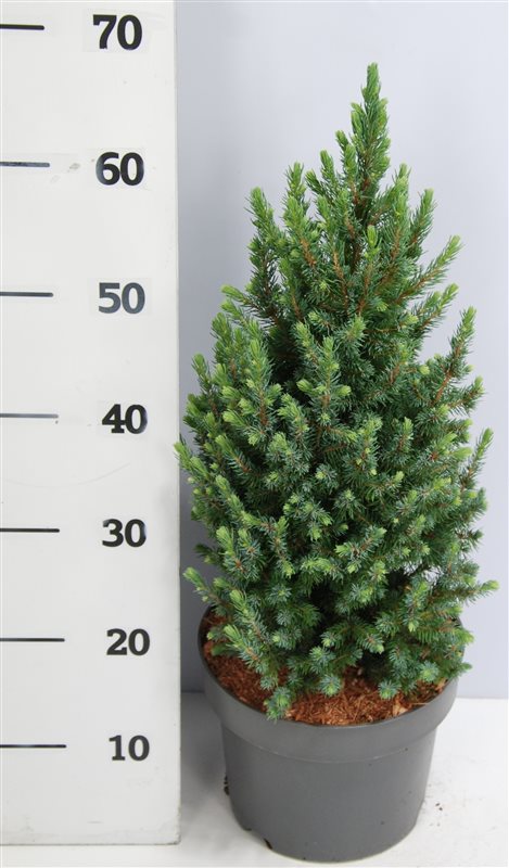 Picea gl. Sander Blue 70cm 23cm Pot
