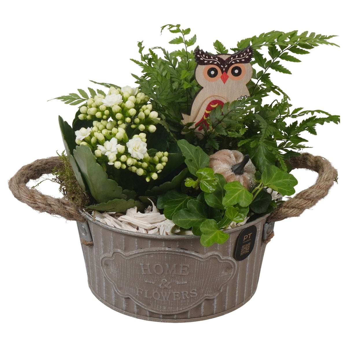 Indoor arrangement 19cm 16cm Pot
