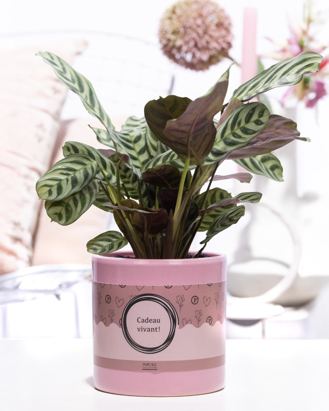 Ctenanthe burle-marxii 25cm 12cm Pot
